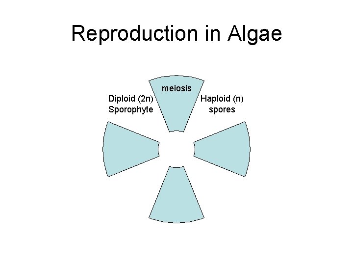 Reproduction in Algae meiosis Diploid (2 n) Sporophyte Haploid (n) spores 
