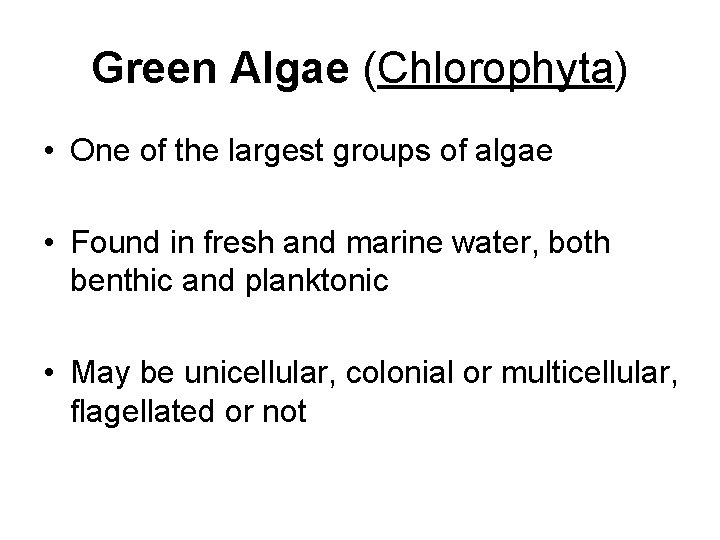 Green Algae (Chlorophyta) • One of the largest groups of algae • Found in