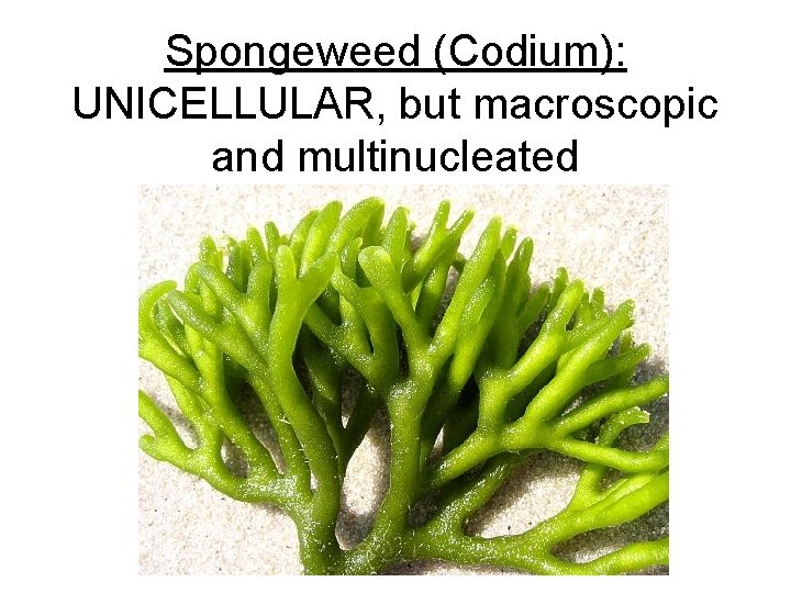 Spongeweed (Codium): UNICELLULAR, but macroscopic and multinucleated 