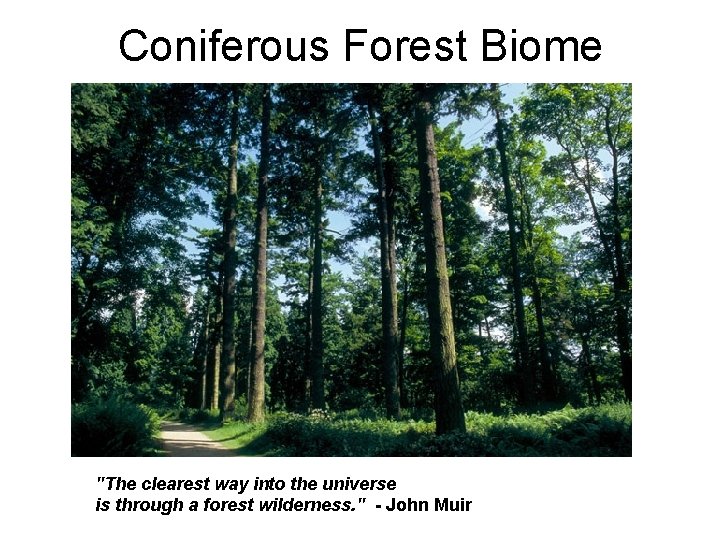 Coniferous Forest Biome "The clearest way into the universe is through a forest wilderness.