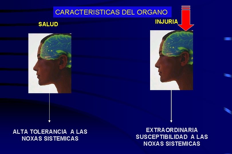 CARACTERISTICAS DEL ORGANO SALUD ALTA TOLERANCIA A LAS NOXAS SISTEMICAS INJURIA EXTRAORDINARIA SUSCEPTIBILIDAD A