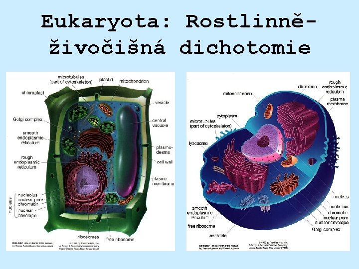 Komokiacea Woese et al PNAS 1990 zakoenn schma t