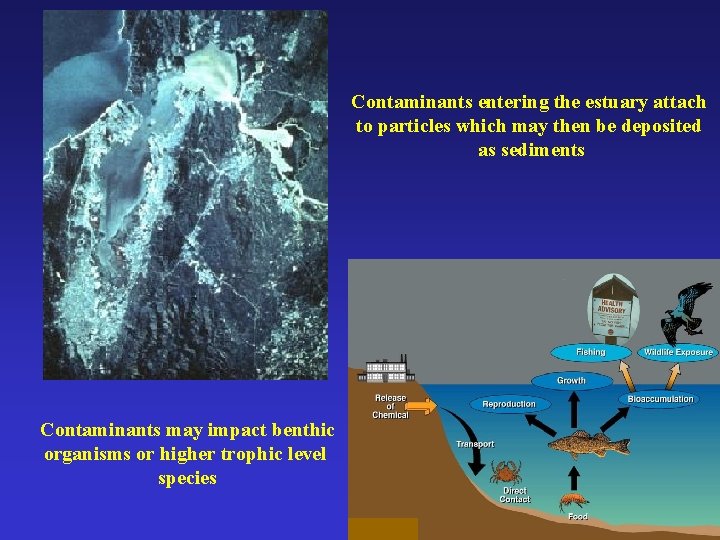 Contaminants entering the estuary attach to particles which may then be deposited as sediments
