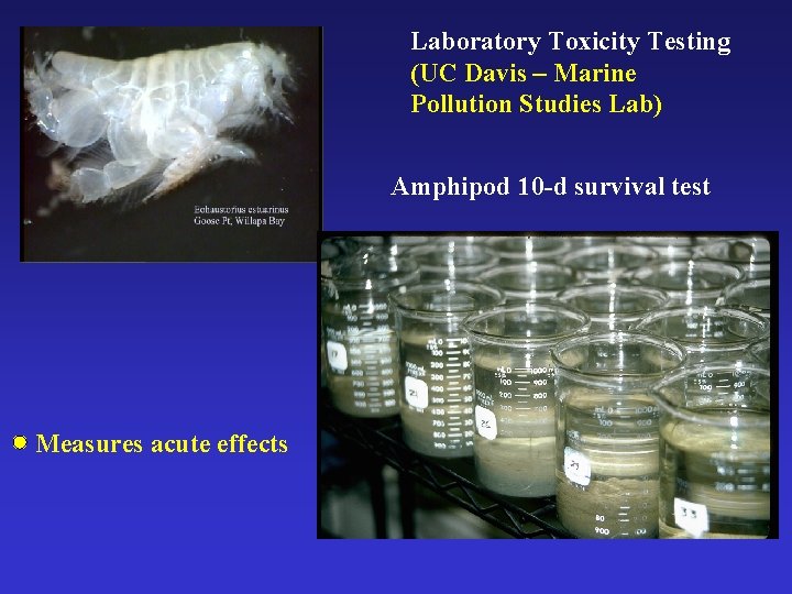 Laboratory Toxicity Testing (UC Davis – Marine Pollution Studies Lab) Amphipod 10 -d survival