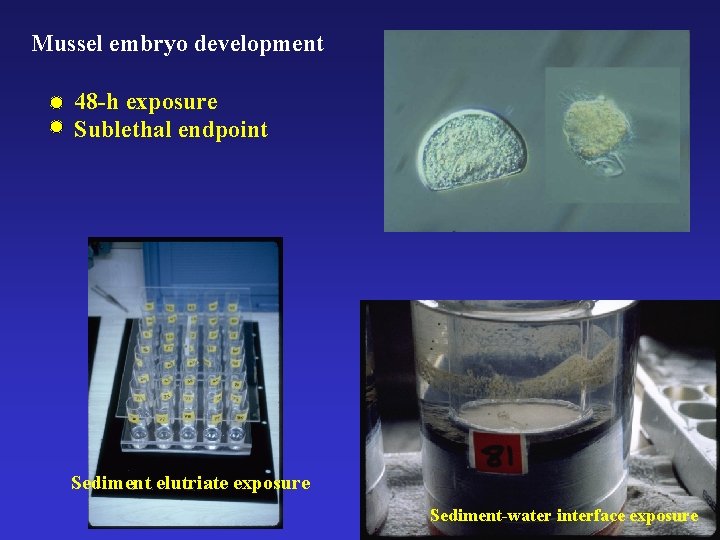 Mussel embryo development 48 -h exposure Sublethal endpoint Sediment elutriate exposure Sediment-water interface exposure