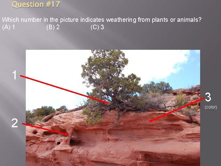 Question #17 Which number in the picture indicates weathering from plants or animals? (A)