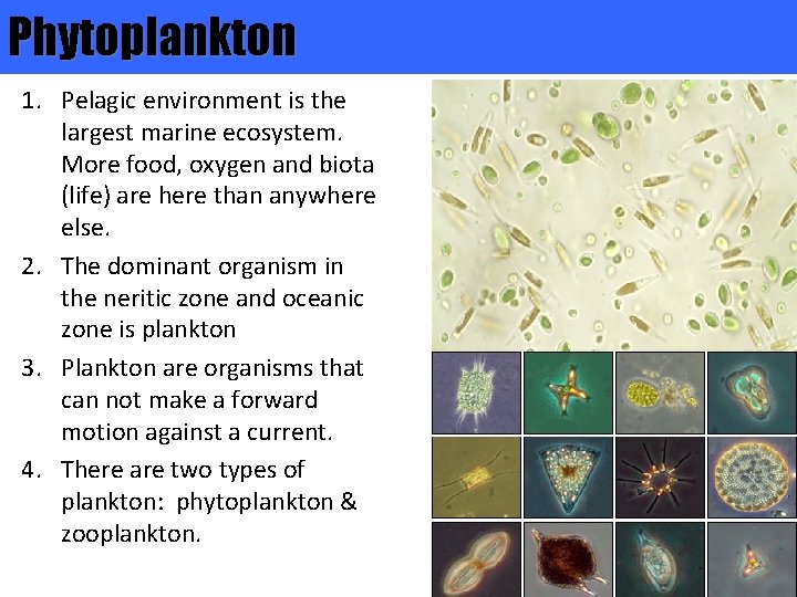 Phytoplankton 1. Pelagic environment is the largest marine ecosystem. More food, oxygen and biota