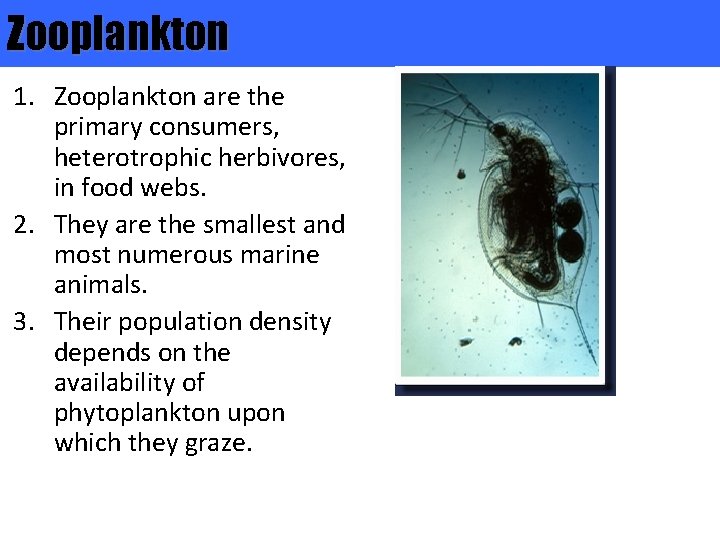 Zooplankton 1. Zooplankton are the primary consumers, heterotrophic herbivores, in food webs. 2. They