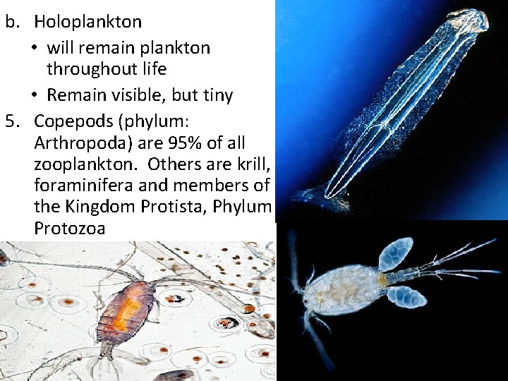 b. Holoplankton • will remain plankton throughout life • Remain visible, but tiny 5.