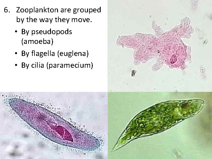 6. Zooplankton are grouped by the way they move. • By pseudopods (amoeba) •