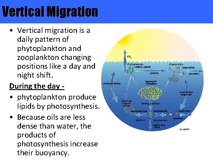 Vertical Migration • Vertical migration is a daily pattern of phytoplankton and zooplankton changing