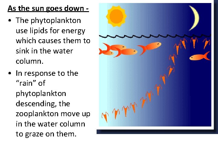 As the sun goes down • The phytoplankton use lipids for energy which causes