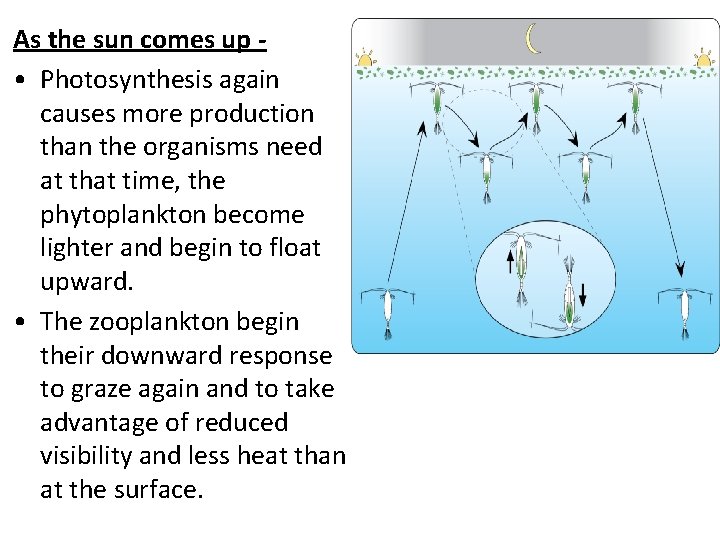 As the sun comes up • Photosynthesis again causes more production than the organisms