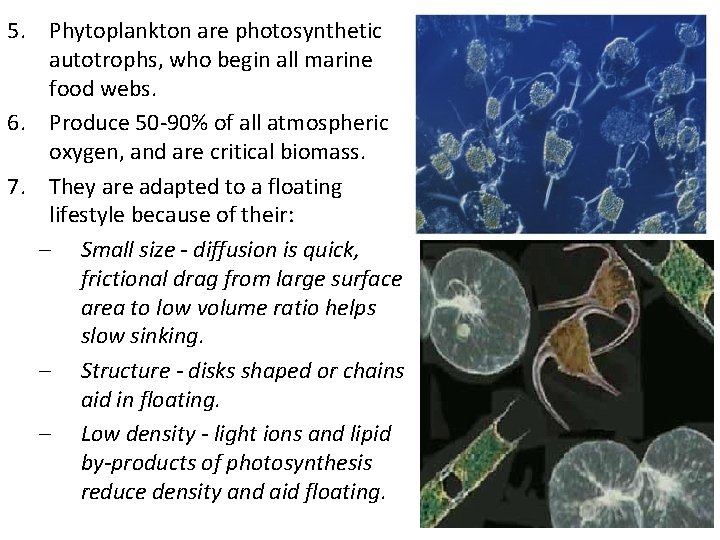 5. Phytoplankton are photosynthetic autotrophs, who begin all marine food webs. 6. Produce 50