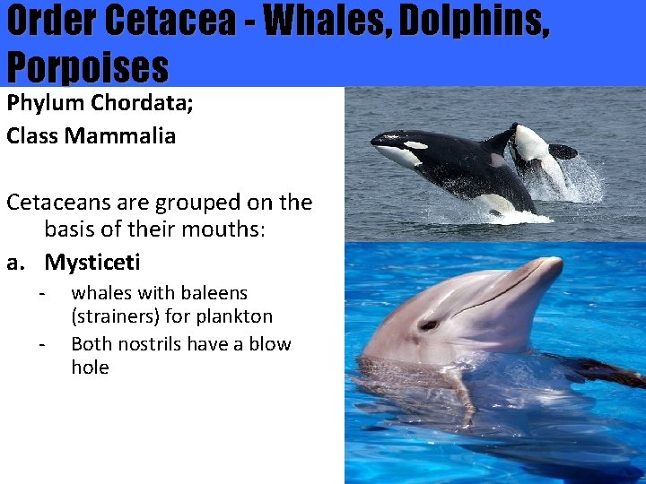 Order Cetacea - Whales, Dolphins, Porpoises Phylum Chordata; Class Mammalia Cetaceans are grouped on