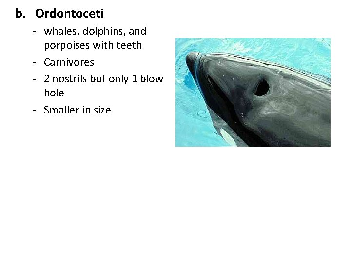 b. Ordontoceti - whales, dolphins, and porpoises with teeth - Carnivores - 2 nostrils