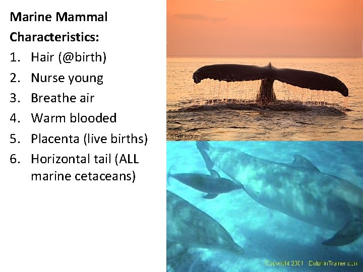 Marine Mammal Characteristics: 1. Hair (@birth) 2. Nurse young 3. Breathe air 4. Warm