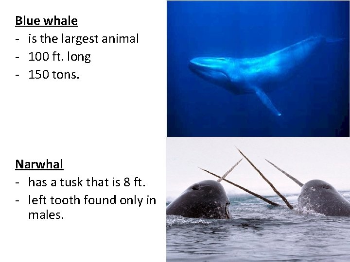 Blue whale - is the largest animal - 100 ft. long - 150 tons.