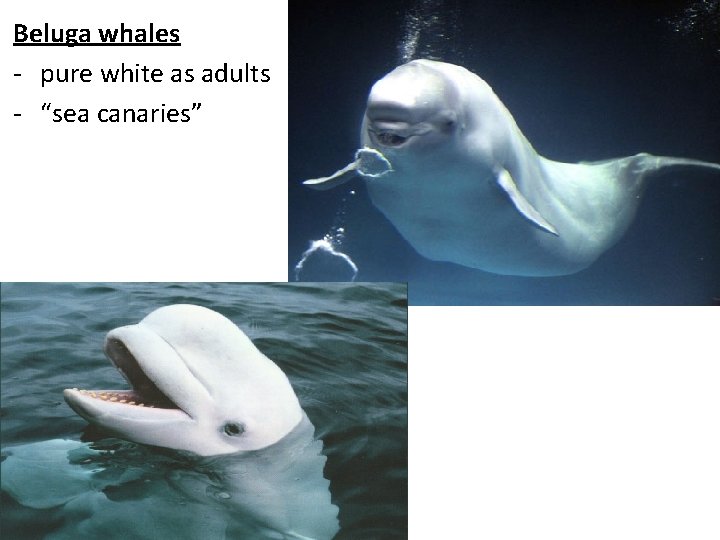 Beluga whales - pure white as adults - “sea canaries” 