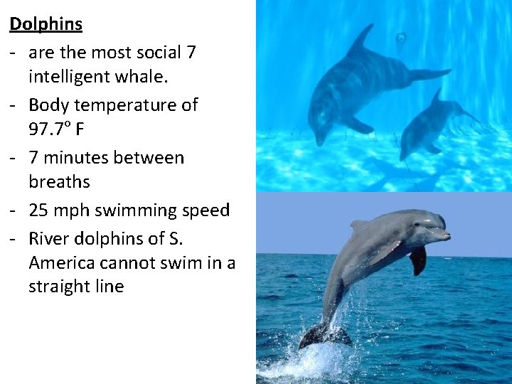 Dolphins - are the most social 7 intelligent whale. - Body temperature of 97.