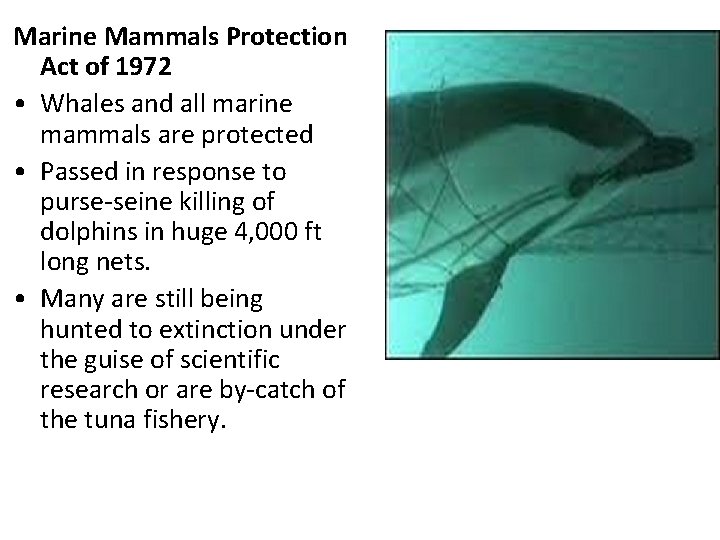 Marine Mammals Protection Act of 1972 • Whales and all marine mammals are protected