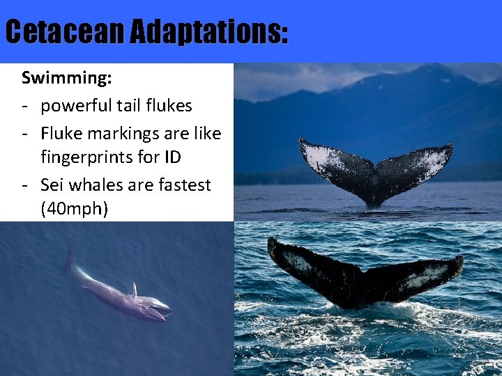 Cetacean Adaptations: Swimming: - powerful tail flukes - Fluke markings are like fingerprints for