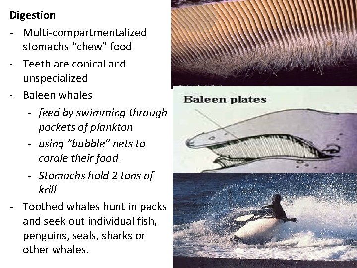 Digestion - Multi-compartmentalized stomachs “chew” food - Teeth are conical and unspecialized - Baleen