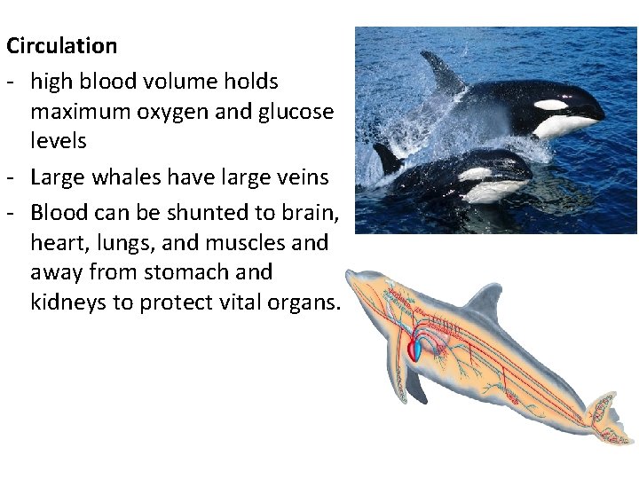 Circulation - high blood volume holds maximum oxygen and glucose levels - Large whales