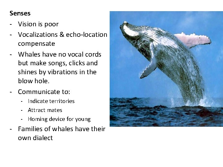 Senses - Vision is poor - Vocalizations & echo-location compensate - Whales have no