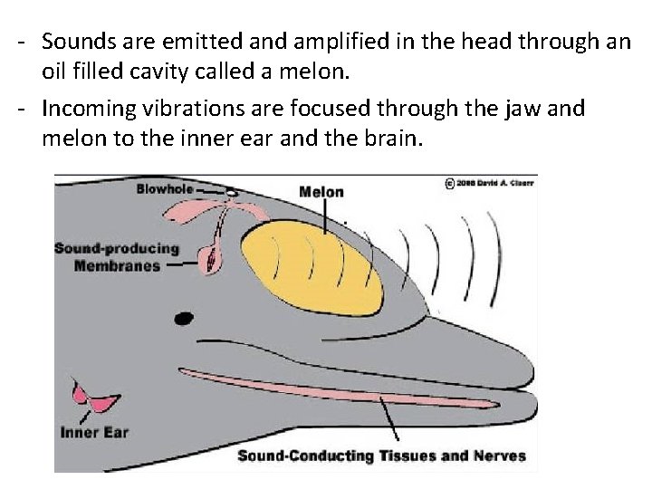 - Sounds are emitted and amplified in the head through an oil filled cavity