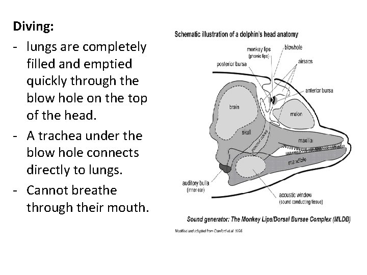 Diving: - lungs are completely filled and emptied quickly through the blow hole on