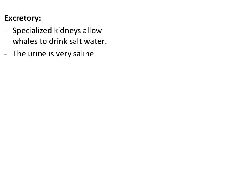 Excretory: - Specialized kidneys allow whales to drink salt water. - The urine is