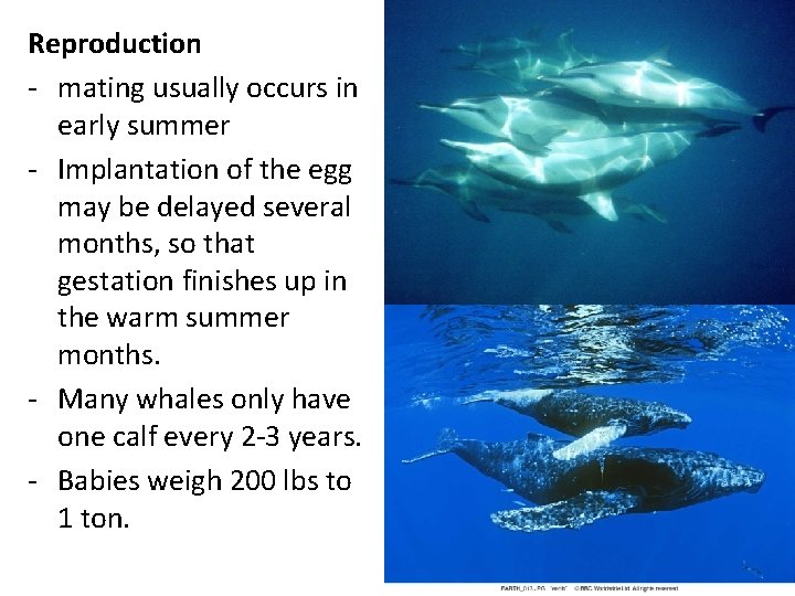 Reproduction - mating usually occurs in early summer - Implantation of the egg may