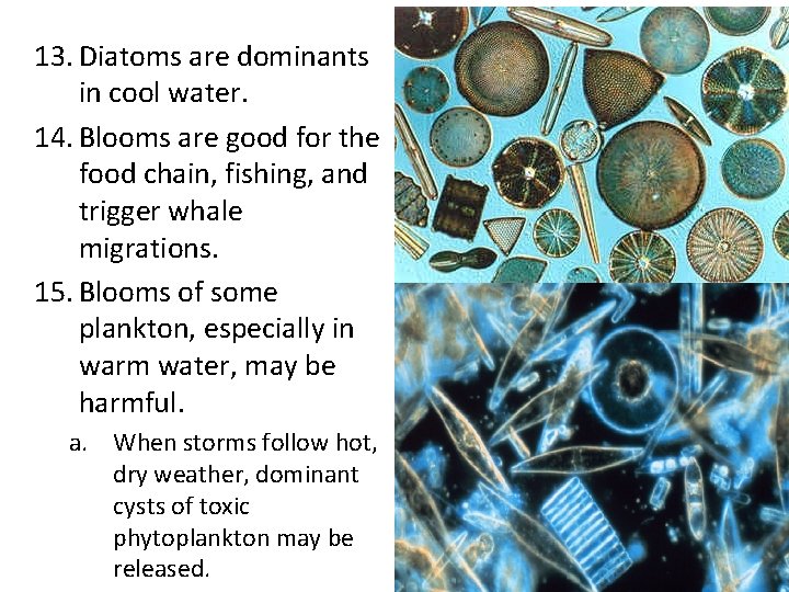 13. Diatoms are dominants in cool water. 14. Blooms are good for the food