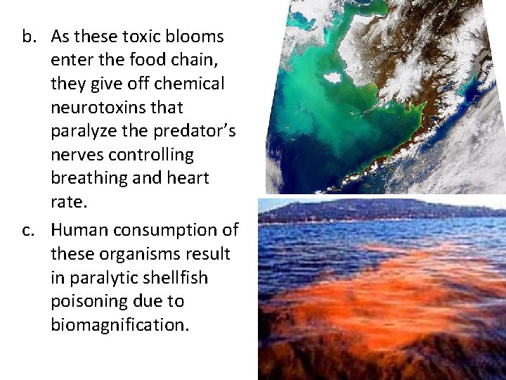 b. As these toxic blooms enter the food chain, they give off chemical neurotoxins