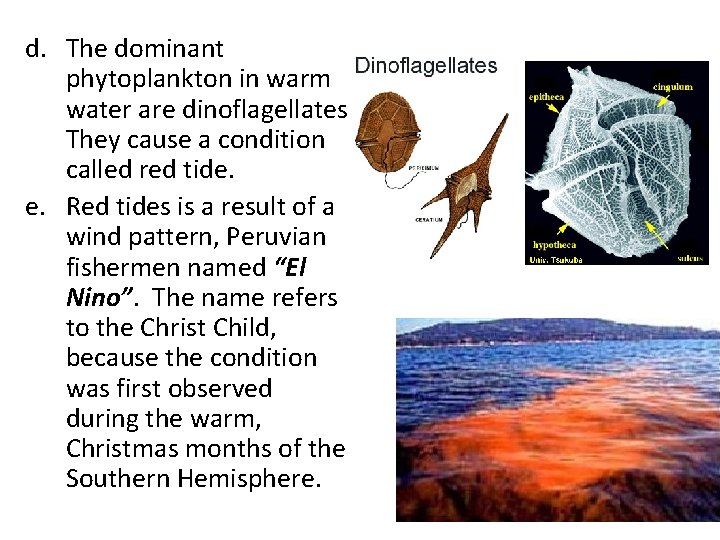 d. The dominant phytoplankton in warm water are dinoflagellates. They cause a condition called