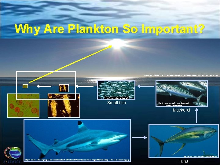 Why Are Plankton So Important? http: //www. sciencelearn. org. nz/Media/Images/News-story-images/Sun-rays-over-the-ocean http: //www. mbari. org/news/