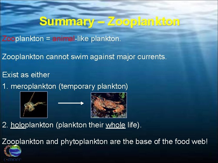 Summary – Zooplankton = animal-like plankton. Zooplankton cannot swim against major currents. Exist as