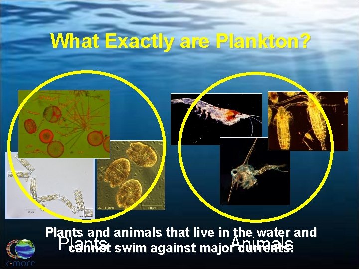 What Exactly are Plankton? Plants and animals that live in the water and Plants