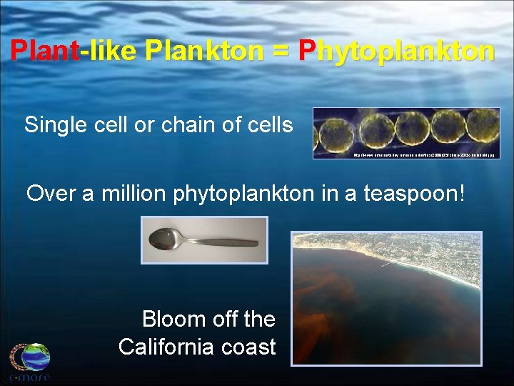 Plant-like Plankton = Phytoplankton Single cell or chain of cells http: //www. umainetoday. umaine.