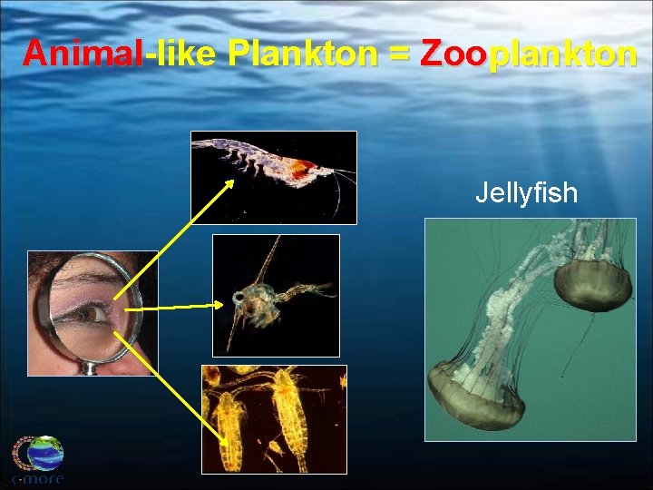 Animal-like Plankton = Zooplankton Jellyfish 