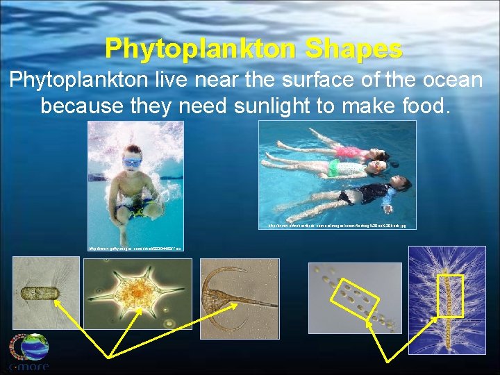 Phytoplankton Shapes Phytoplankton live near the surface of the ocean because they need sunlight