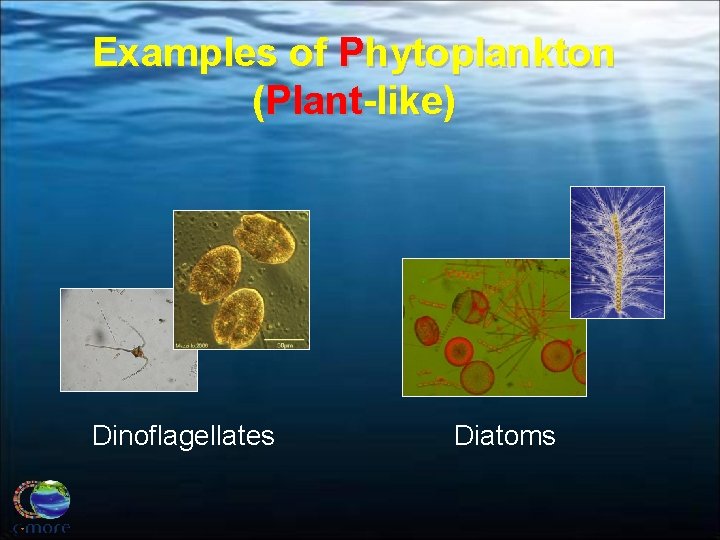 Examples of Phytoplankton (Plant-like) Dinoflagellates Diatoms 