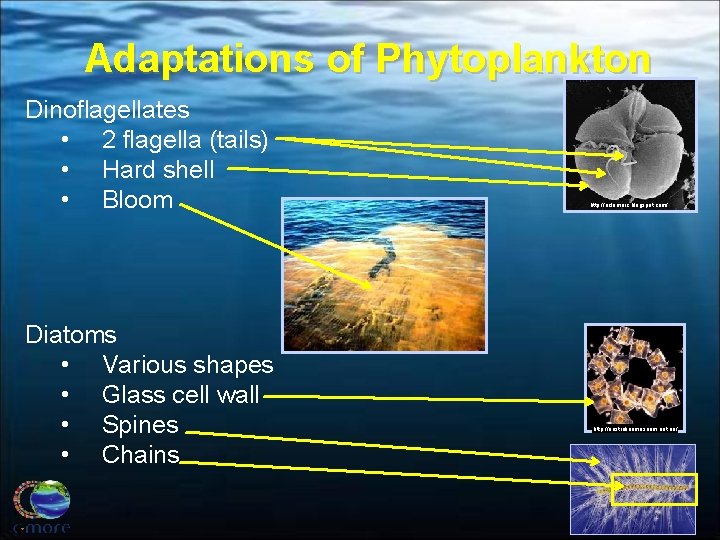 Adaptations of Phytoplankton Dinoflagellates • 2 flagella (tails) • Hard shell • Bloom Diatoms