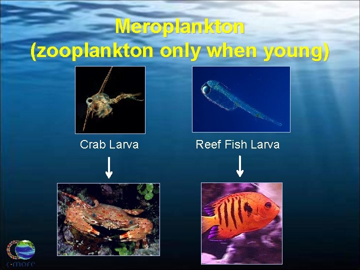 Meroplankton (zooplankton only when young) Crab Larva Reef Fish Larva 
