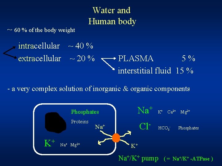 ~ 60 % of the body weight Water and Human body intracellular ~ 40