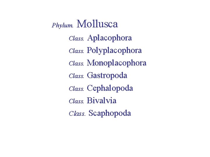 Phylum. Mollusca Aplacophora Class. Polyplacophora Class. Monoplacophora Class. Gastropoda Class. Cephalopoda Class. Bivalvia Class.