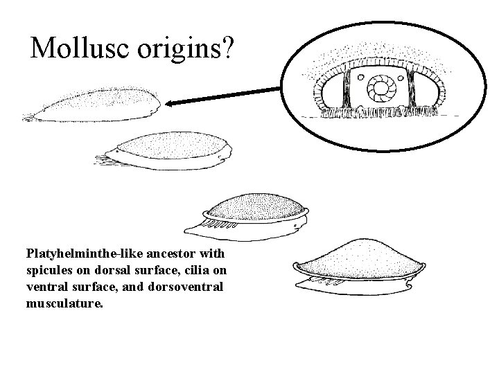 Mollusc origins? Platyhelminthe-like ancestor with spicules on dorsal surface, cilia on ventral surface, and