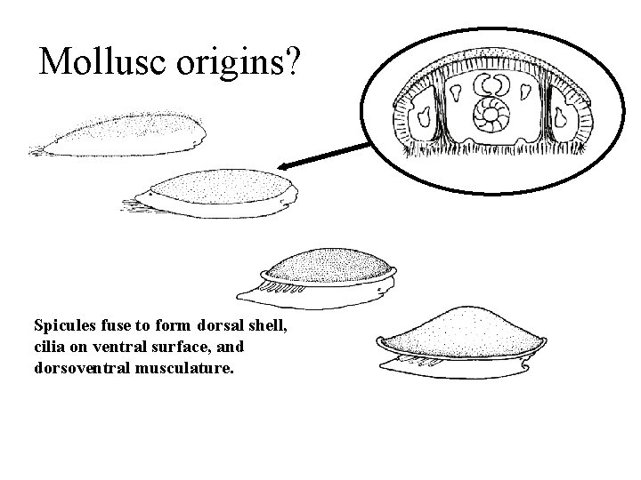 Mollusc origins? Spicules fuse to form dorsal shell, cilia on ventral surface, and dorsoventral