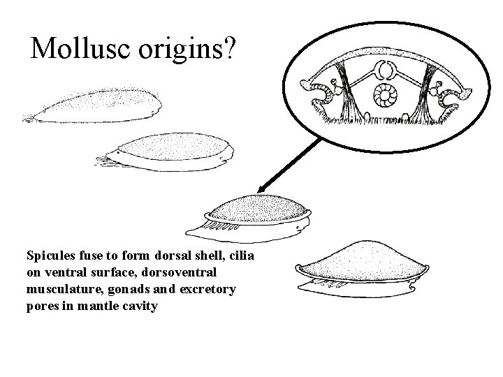 Mollusc origins? Spicules fuse to form dorsal shell, cilia on ventral surface, dorsoventral musculature,